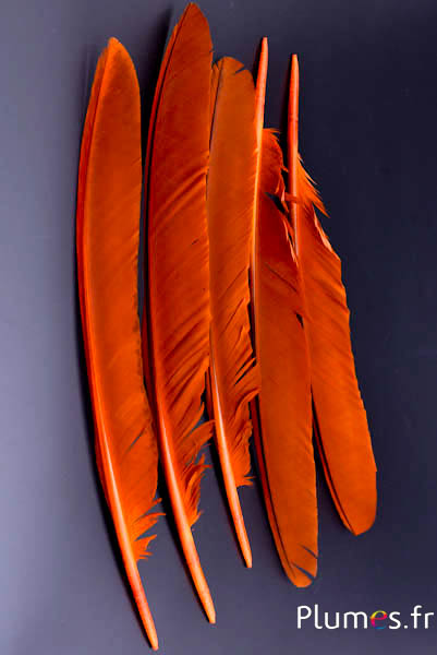Paon bleu - 33-37 cm - orange-brun 